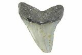 Fossil Megalodon Tooth - North Carolina #373164-1